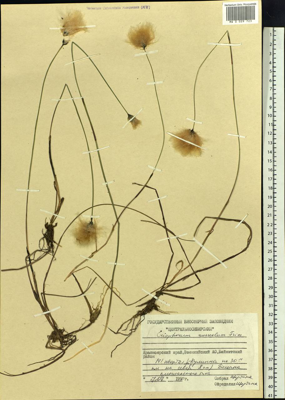 Eriophorum chamissonis C.A.Mey., Siberia, Central Siberia (S3) (Russia)