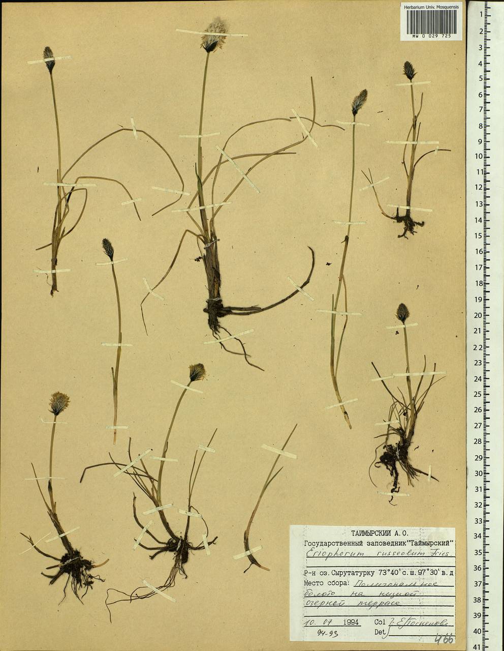 Eriophorum chamissonis C.A.Mey., Siberia, Central Siberia (S3) (Russia)