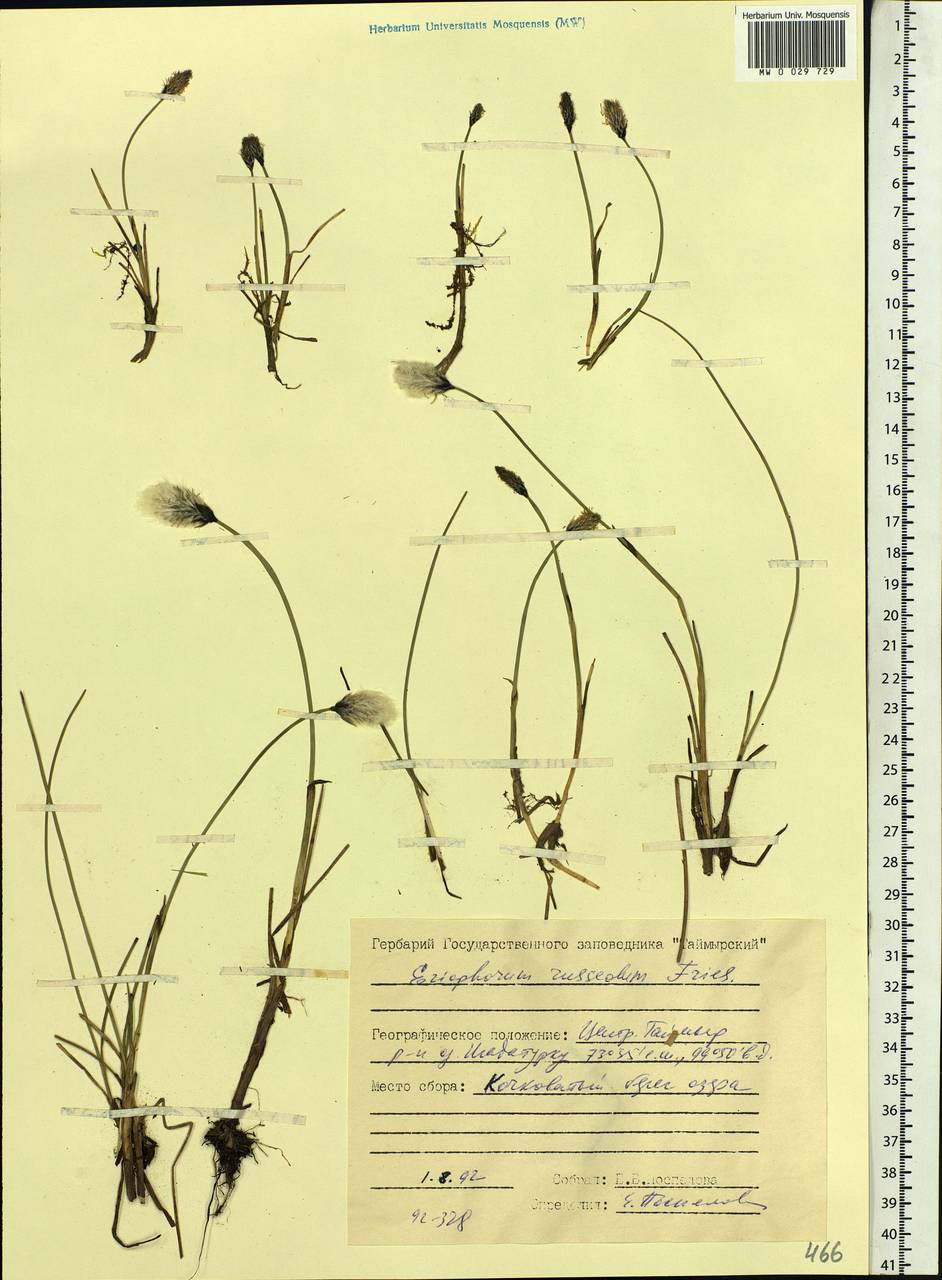 Eriophorum chamissonis C.A.Mey., Siberia, Central Siberia (S3) (Russia)