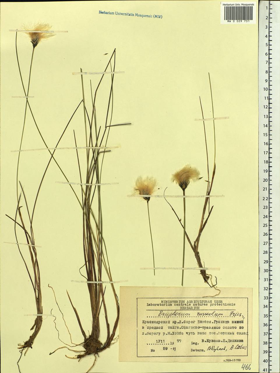 Eriophorum chamissonis C.A.Mey., Siberia, Central Siberia (S3) (Russia)
