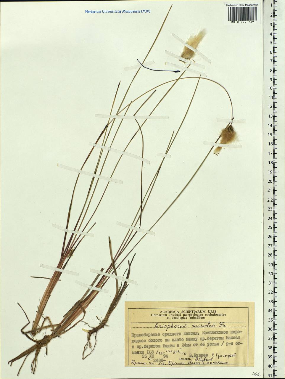 Eriophorum chamissonis C.A.Mey., Siberia, Central Siberia (S3) (Russia)