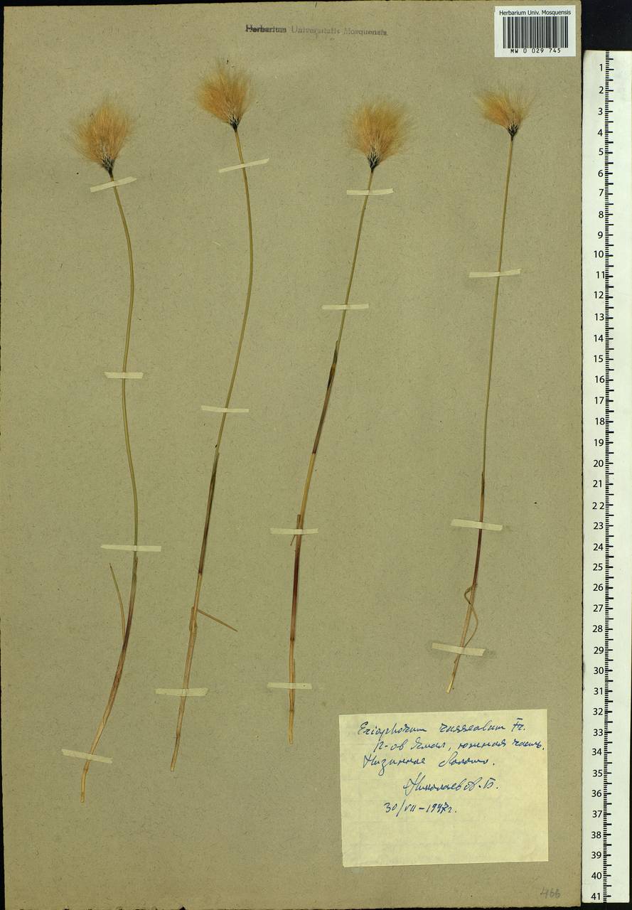 Eriophorum chamissonis C.A.Mey., Siberia, Western Siberia (S1) (Russia)