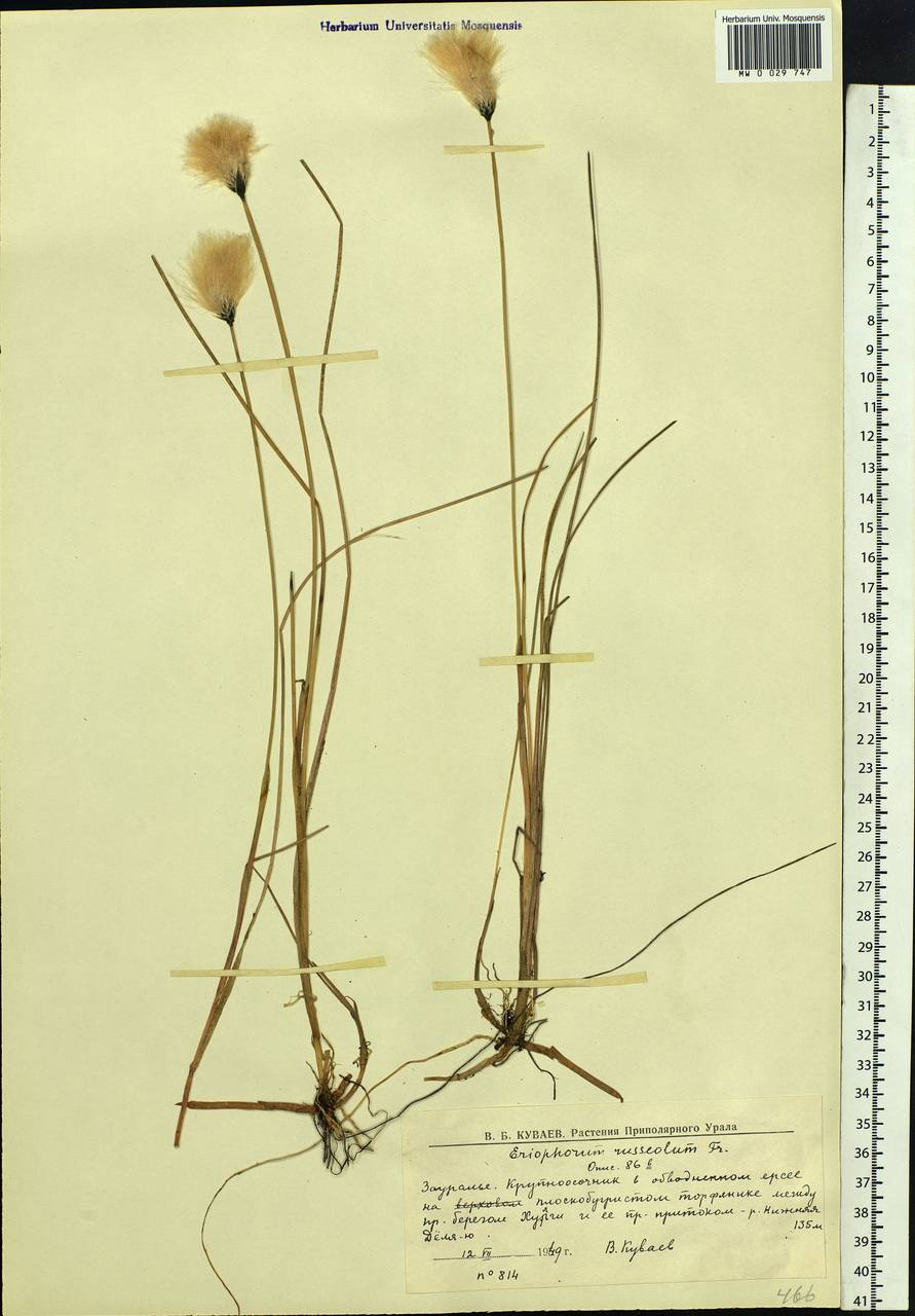 Eriophorum chamissonis C.A.Mey., Siberia, Western Siberia (S1) (Russia)