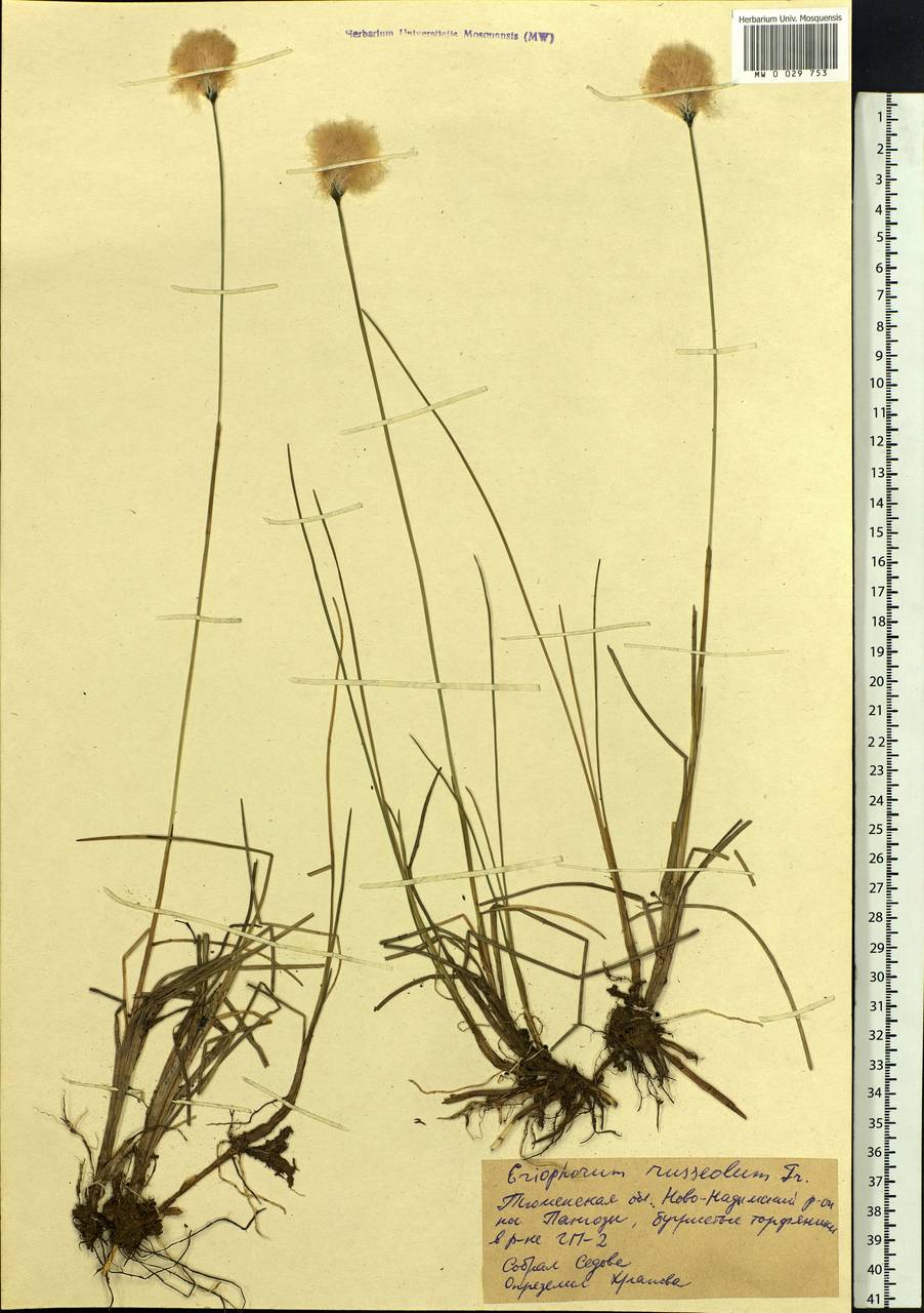 Eriophorum chamissonis C.A.Mey., Siberia, Western Siberia (S1) (Russia)