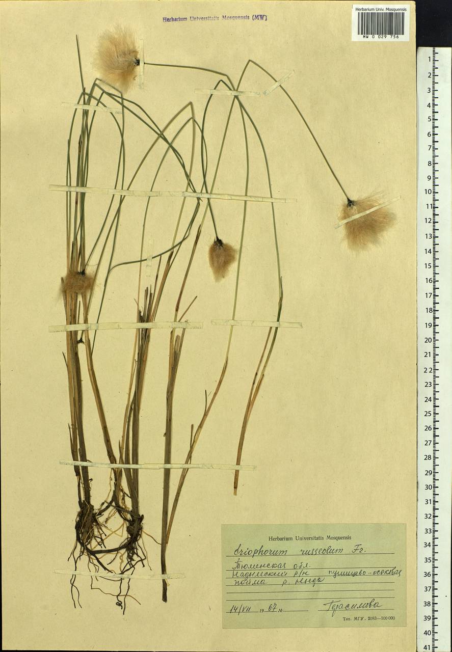 Eriophorum chamissonis C.A.Mey., Siberia, Western Siberia (S1) (Russia)