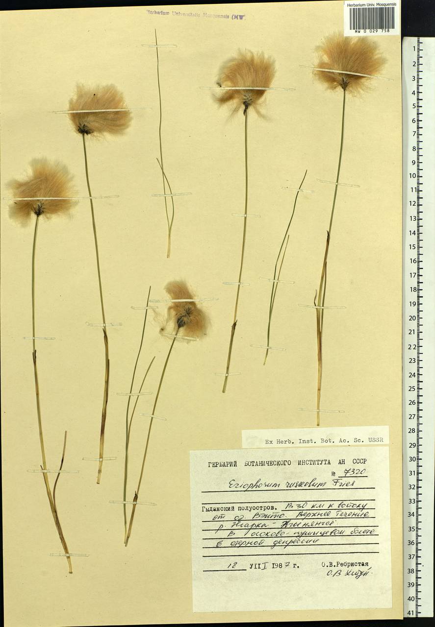 Eriophorum chamissonis C.A.Mey., Siberia, Western Siberia (S1) (Russia)