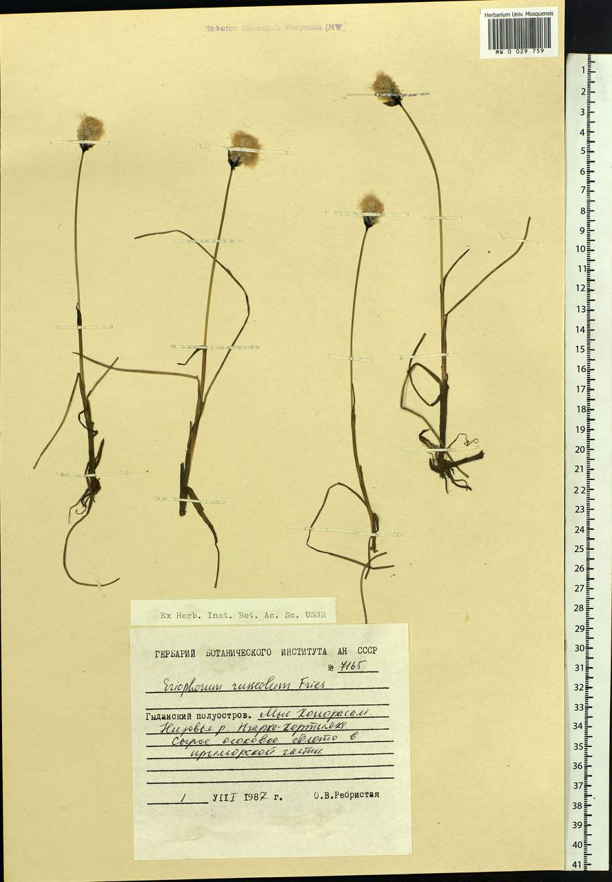 Eriophorum chamissonis C.A.Mey., Siberia, Western Siberia (S1) (Russia)