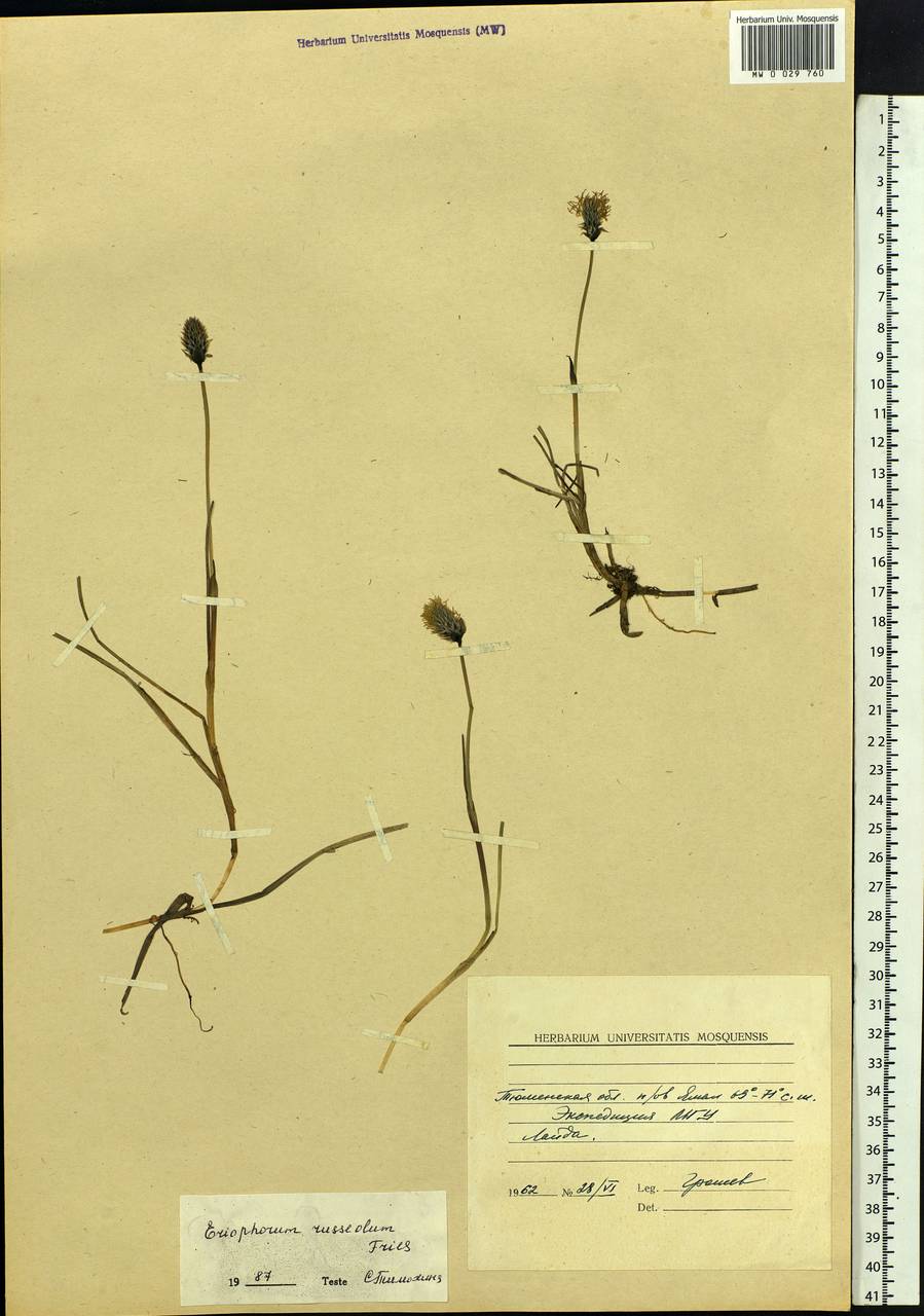 Eriophorum chamissonis C.A.Mey., Siberia, Western Siberia (S1) (Russia)