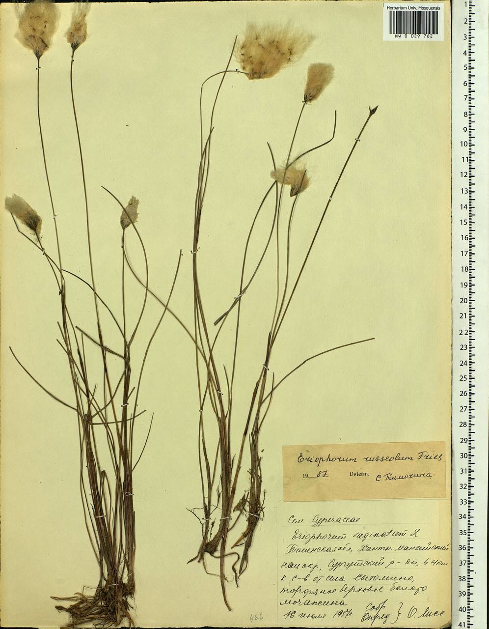 Eriophorum chamissonis C.A.Mey., Siberia, Western Siberia (S1) (Russia)