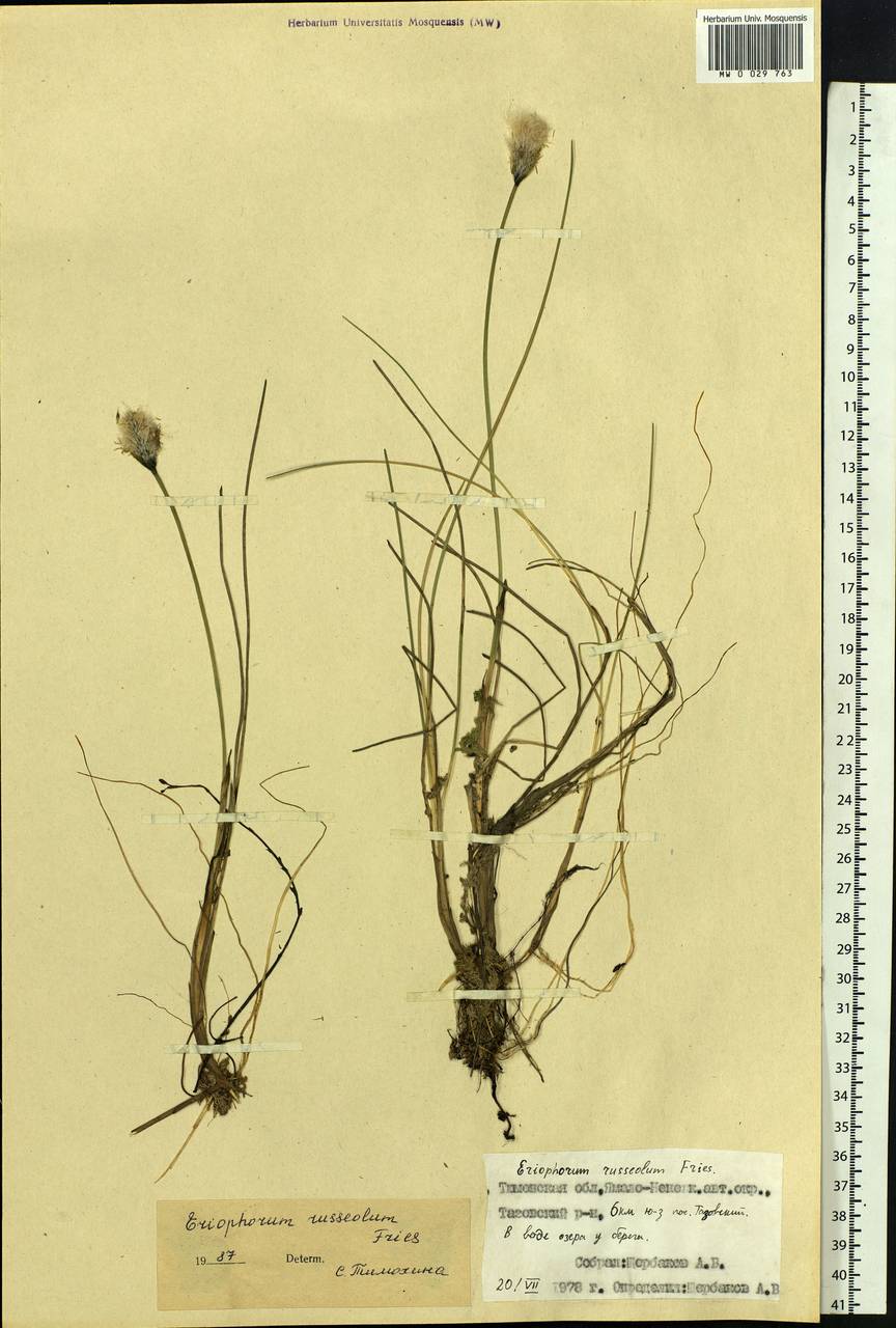 Eriophorum chamissonis C.A.Mey., Siberia, Western Siberia (S1) (Russia)