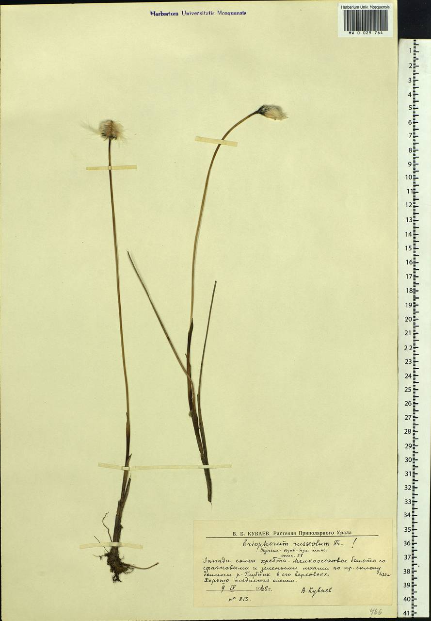Eriophorum chamissonis C.A.Mey., Eastern Europe, Northern region (E1) (Russia)