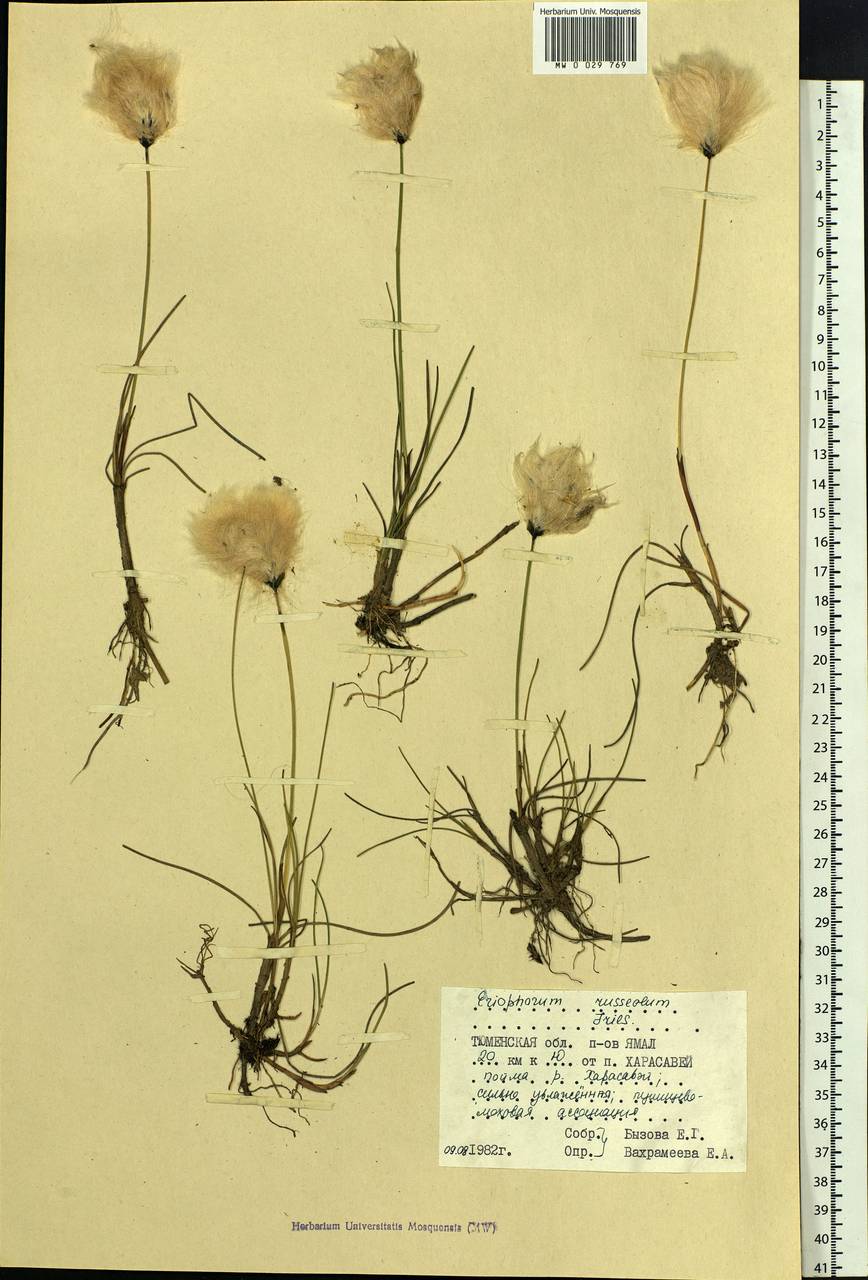 Eriophorum chamissonis C.A.Mey., Siberia, Western Siberia (S1) (Russia)