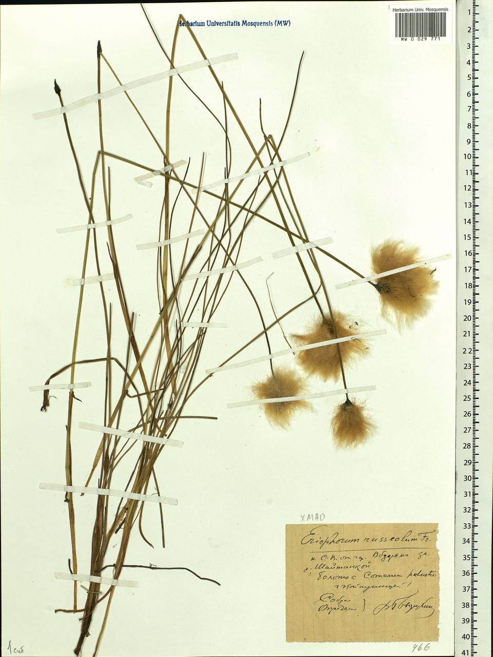 Eriophorum chamissonis C.A.Mey., Siberia, Western Siberia (S1) (Russia)