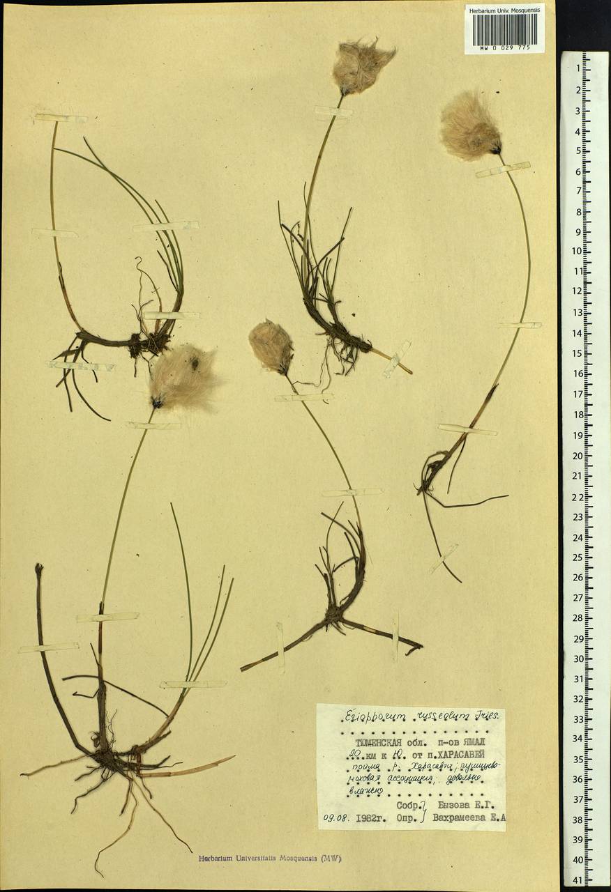 Eriophorum chamissonis C.A.Mey., Siberia, Western Siberia (S1) (Russia)