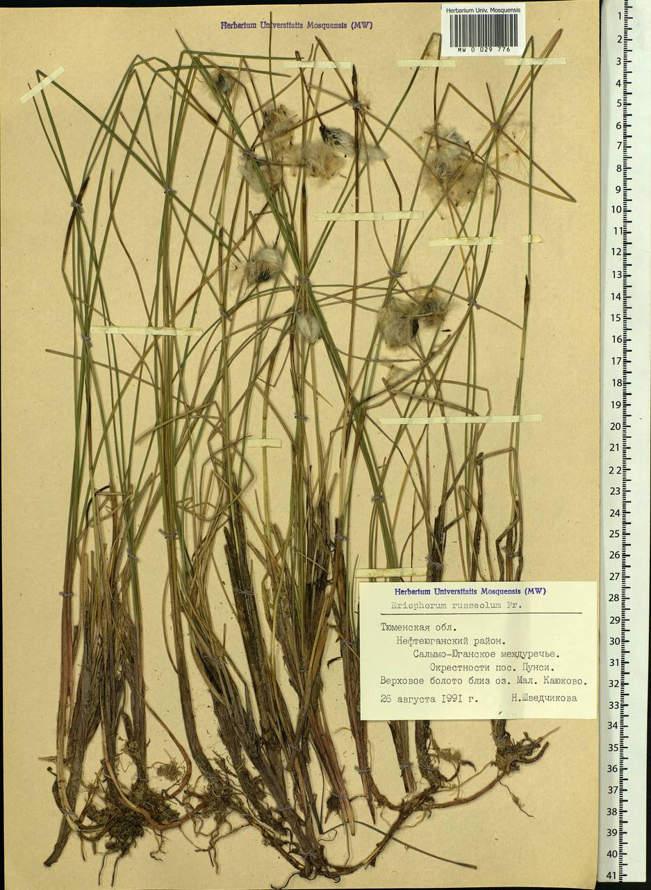 Eriophorum chamissonis C.A.Mey., Siberia, Western Siberia (S1) (Russia)