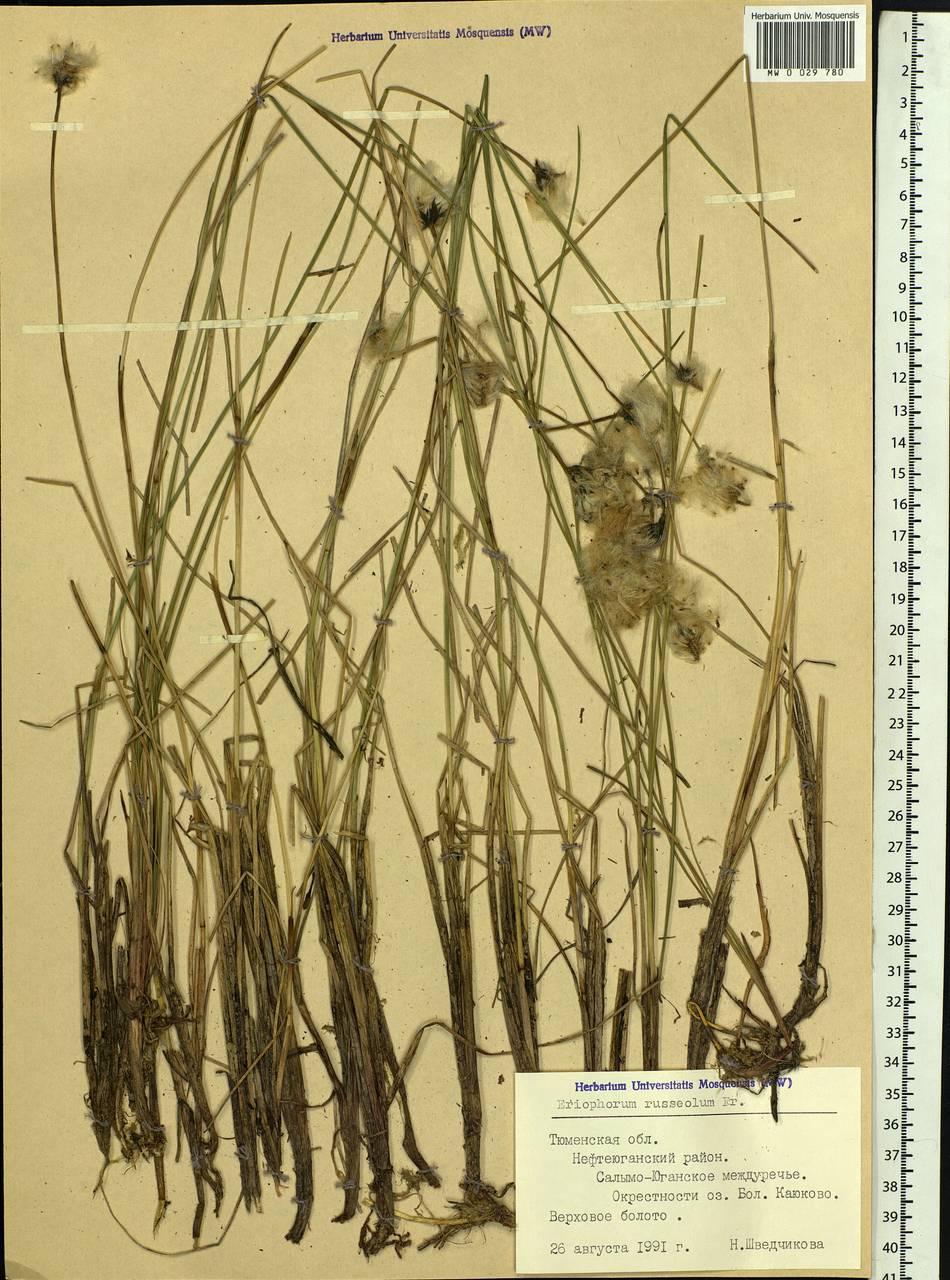Eriophorum chamissonis C.A.Mey., Siberia, Western Siberia (S1) (Russia)