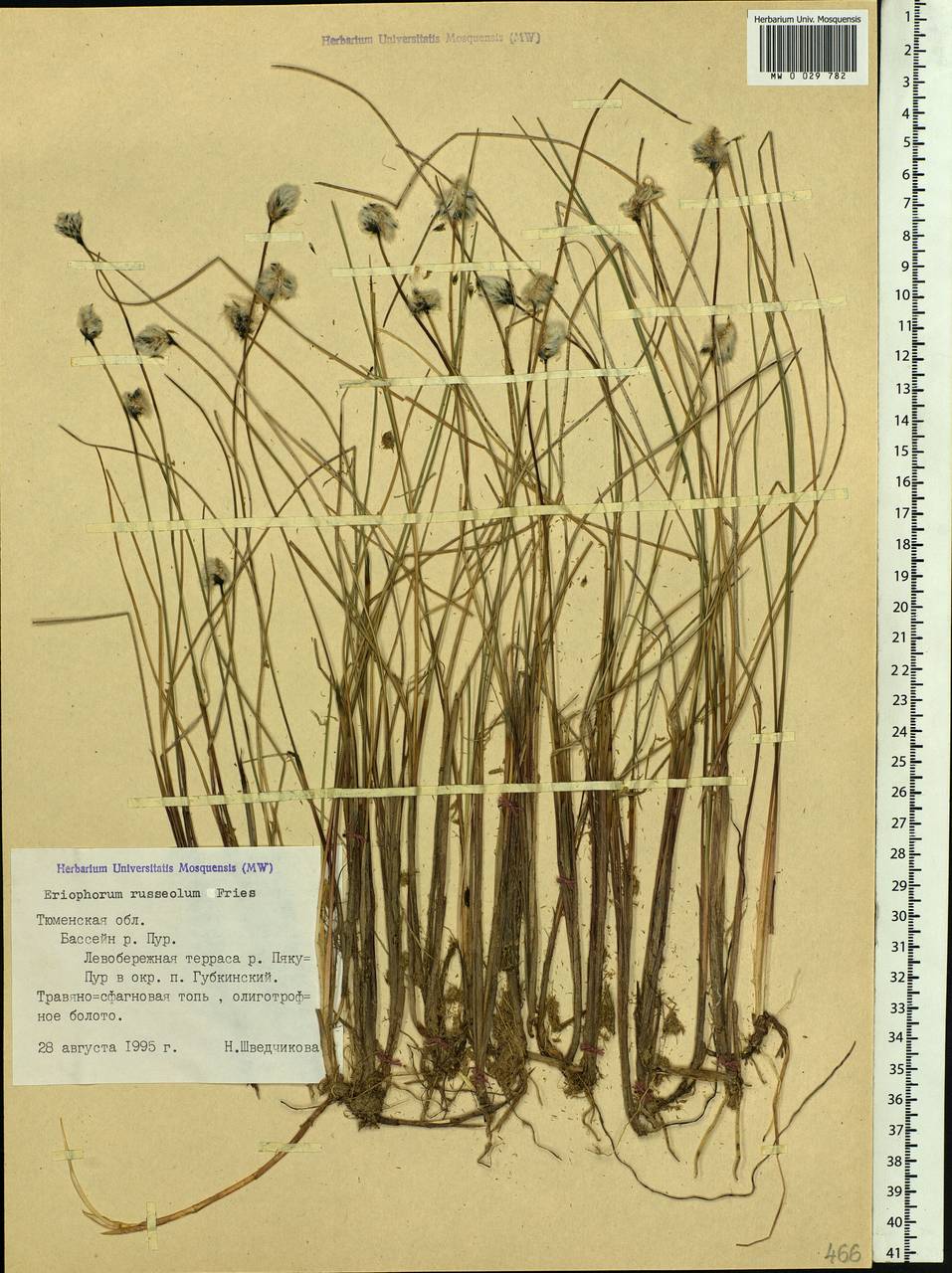 Eriophorum chamissonis C.A.Mey., Siberia, Western Siberia (S1) (Russia)