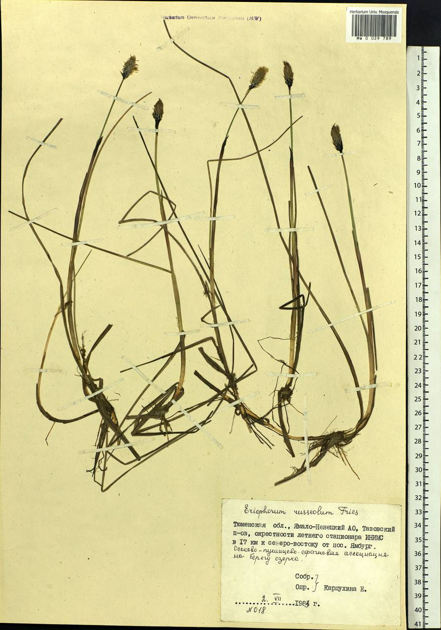 Eriophorum chamissonis C.A.Mey., Siberia, Western Siberia (S1) (Russia)