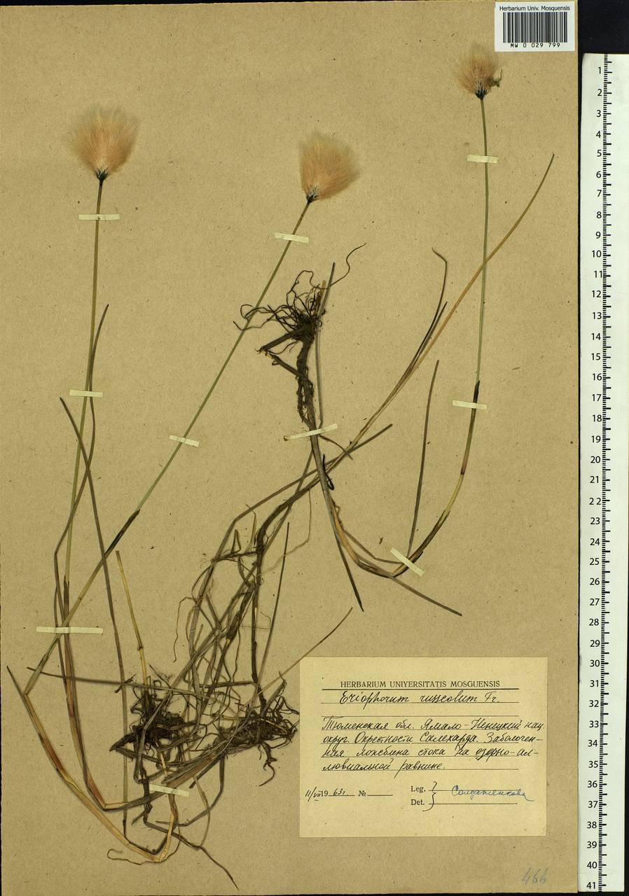 Eriophorum chamissonis C.A.Mey., Siberia, Western Siberia (S1) (Russia)