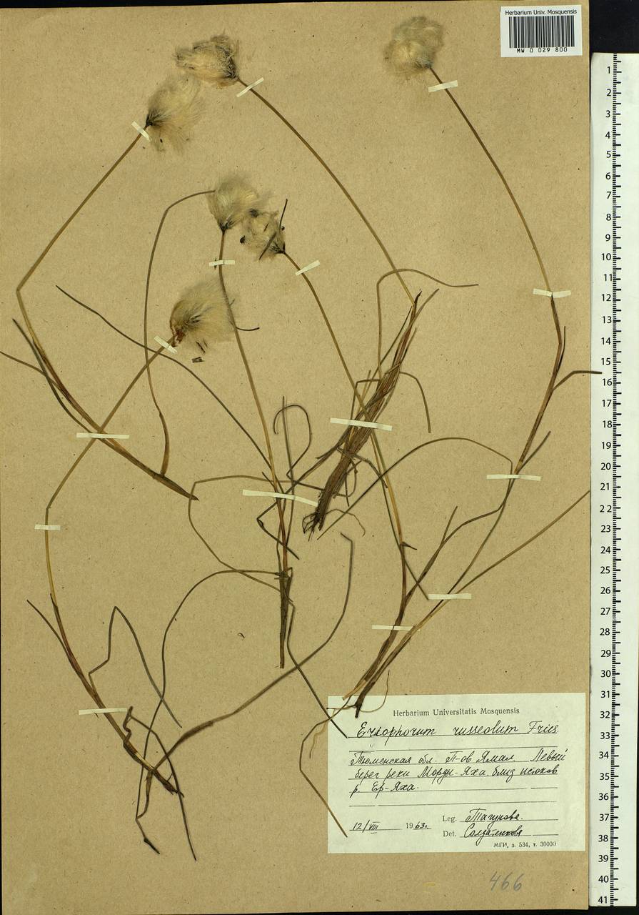 Eriophorum chamissonis C.A.Mey., Siberia, Western Siberia (S1) (Russia)