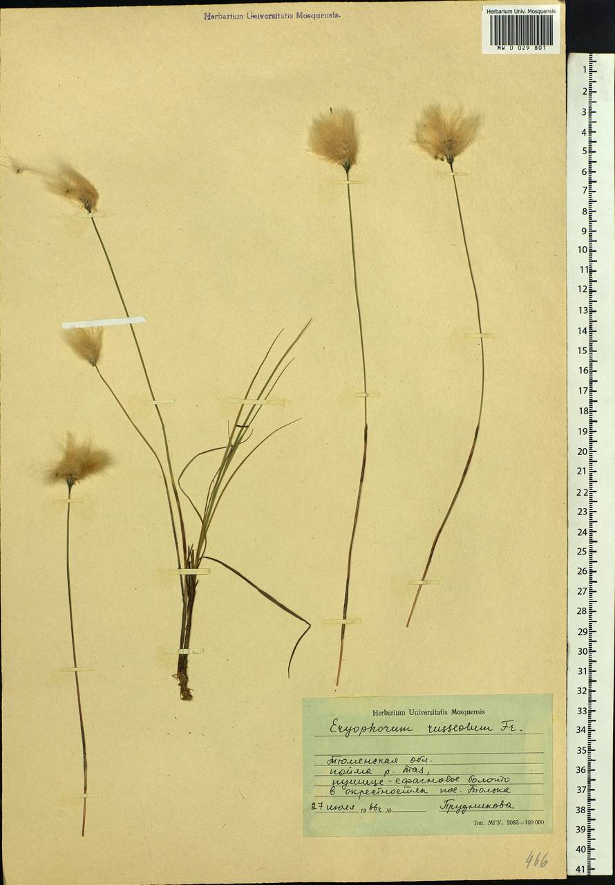 Eriophorum chamissonis C.A.Mey., Siberia, Western Siberia (S1) (Russia)