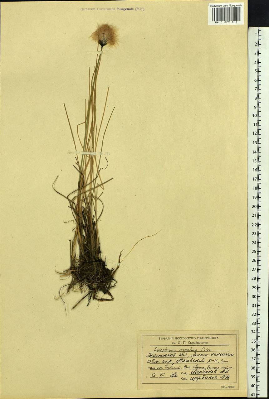 Eriophorum chamissonis C.A.Mey., Siberia, Western Siberia (S1) (Russia)