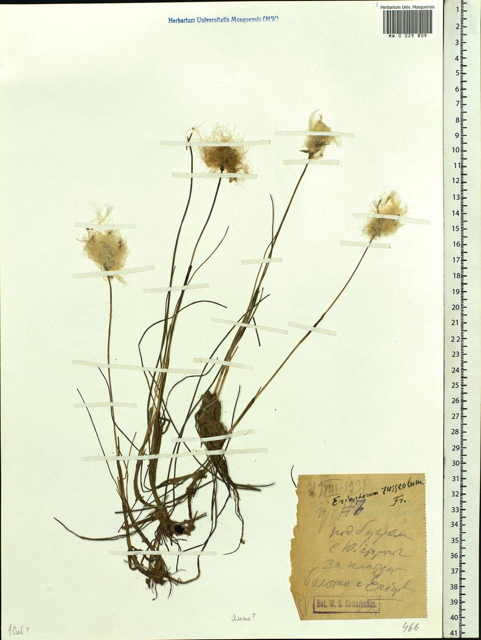 Eriophorum chamissonis C.A.Mey., Siberia, Western Siberia (S1) (Russia)