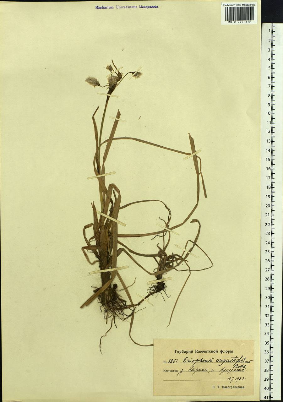 Eriophorum angustifolium Honck., Siberia, Chukotka & Kamchatka (S7) (Russia)