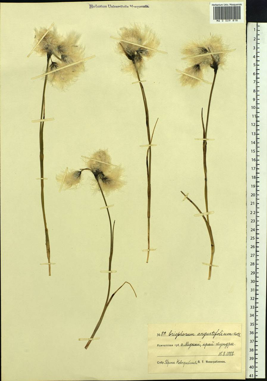 Eriophorum angustifolium Honck., Siberia, Chukotka & Kamchatka (S7) (Russia)