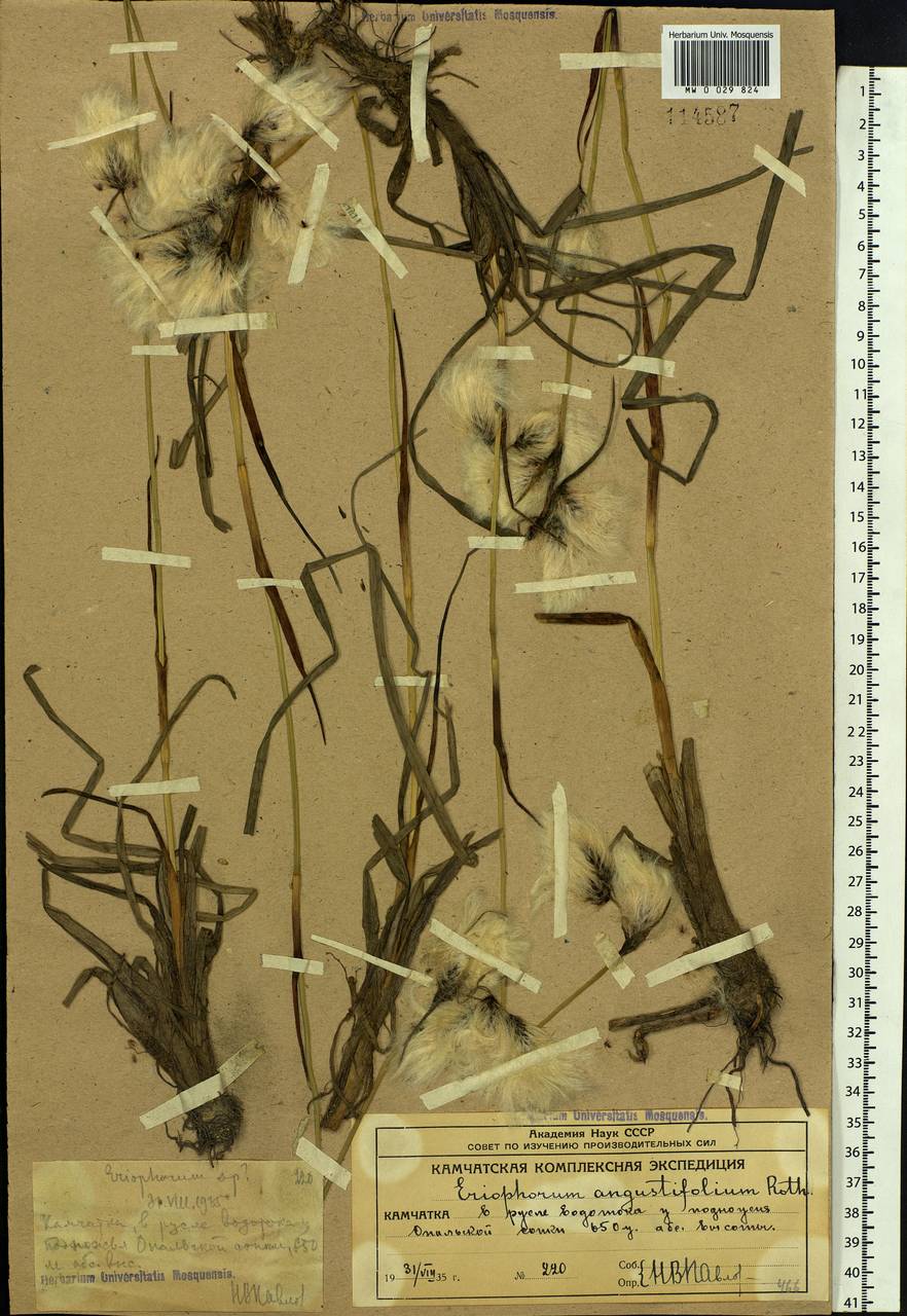 Eriophorum angustifolium Honck., Siberia, Chukotka & Kamchatka (S7) (Russia)