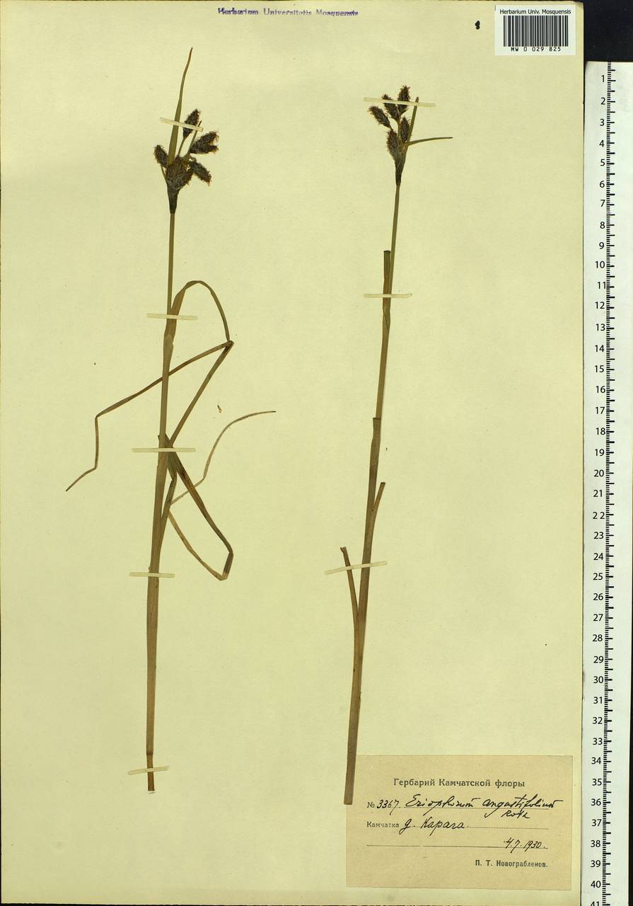 Eriophorum angustifolium Honck., Siberia, Chukotka & Kamchatka (S7) (Russia)