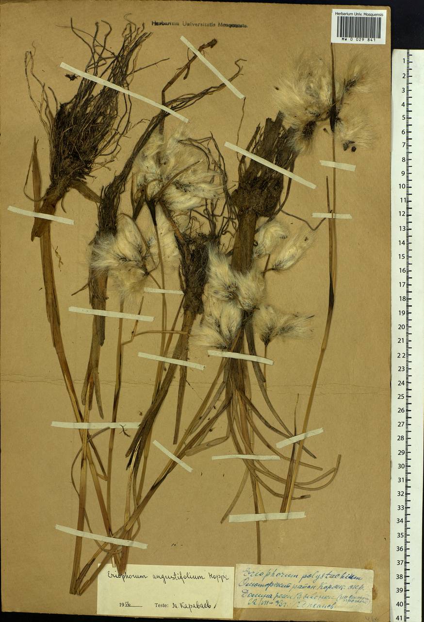 Eriophorum angustifolium Honck., Siberia, Chukotka & Kamchatka (S7) (Russia)