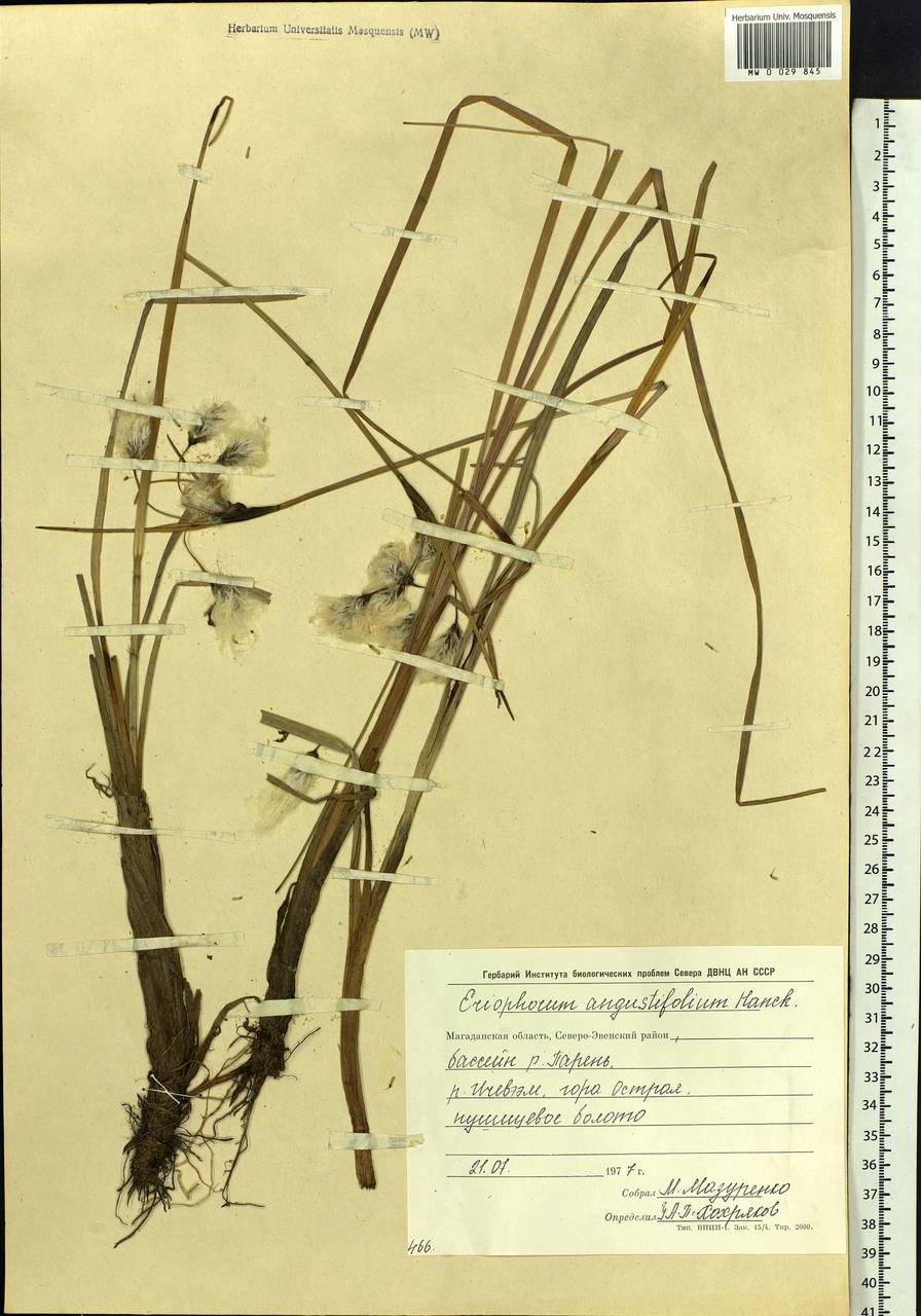 Eriophorum angustifolium Honck., Siberia, Chukotka & Kamchatka (S7) (Russia)