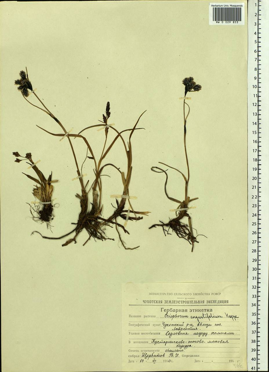 Eriophorum angustifolium Honck., Siberia, Chukotka & Kamchatka (S7) (Russia)