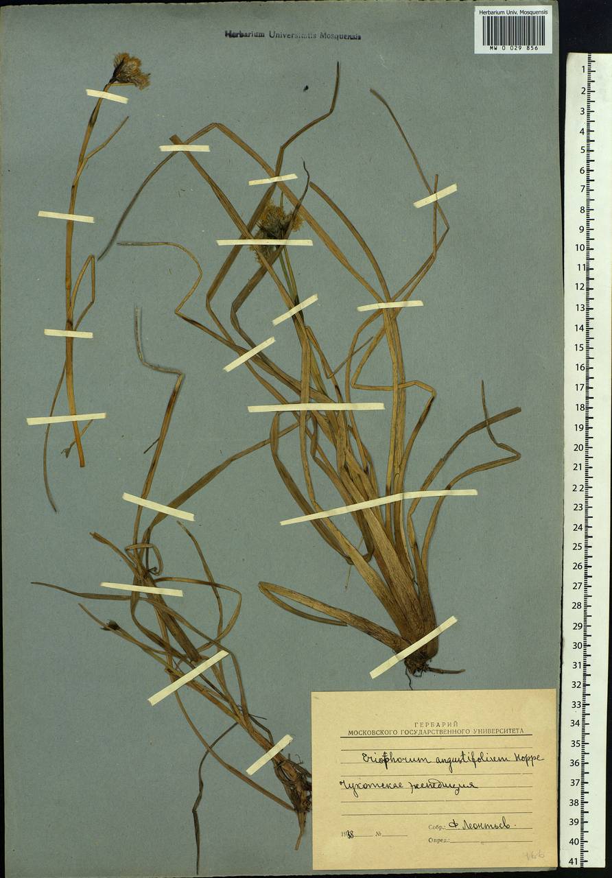 Eriophorum angustifolium Honck., Siberia, Chukotka & Kamchatka (S7) (Russia)