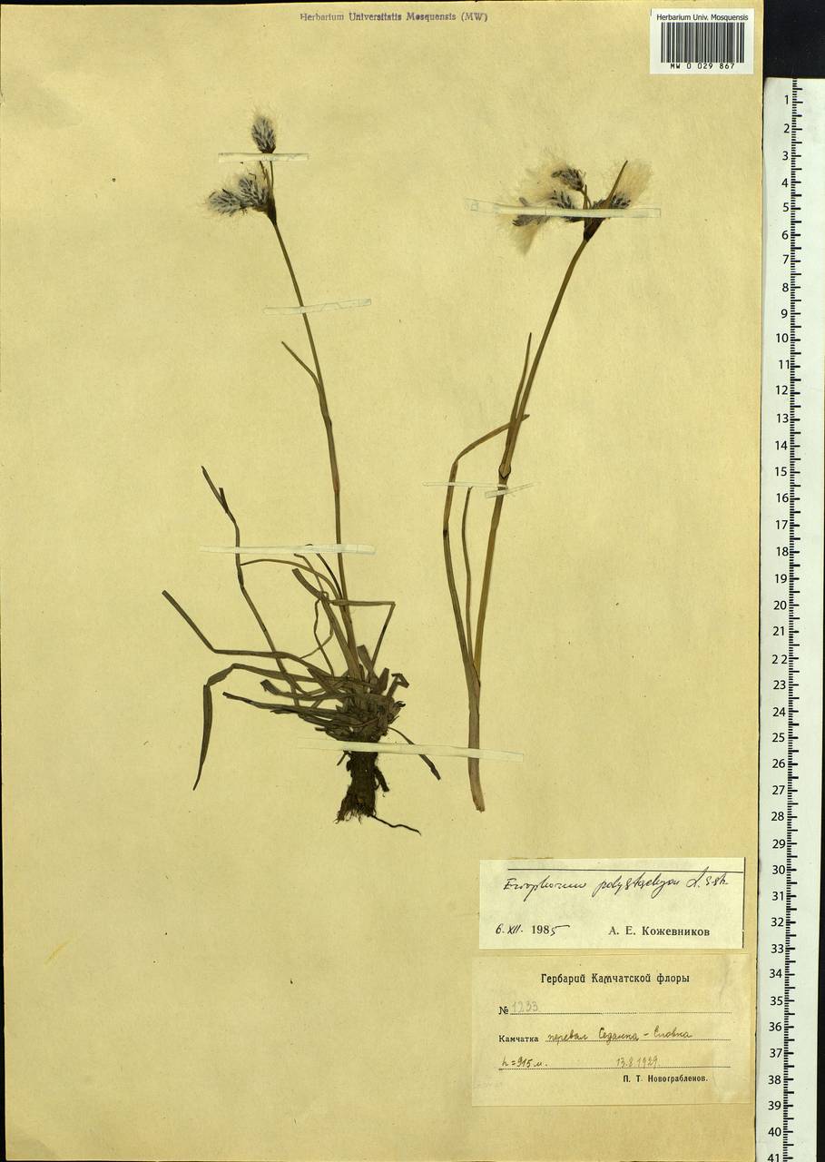 Eriophorum angustifolium Honck., Siberia, Chukotka & Kamchatka (S7) (Russia)