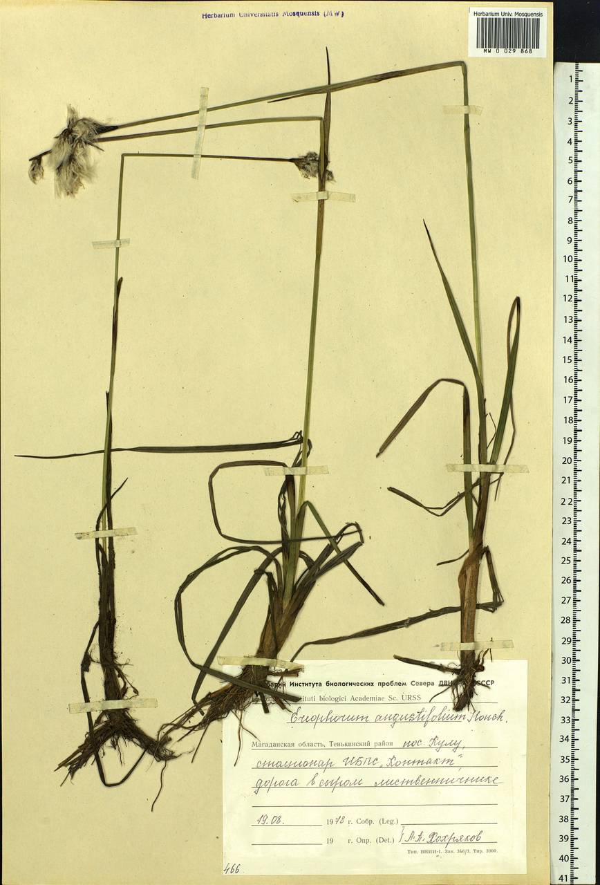 Eriophorum angustifolium Honck., Siberia, Chukotka & Kamchatka (S7) (Russia)