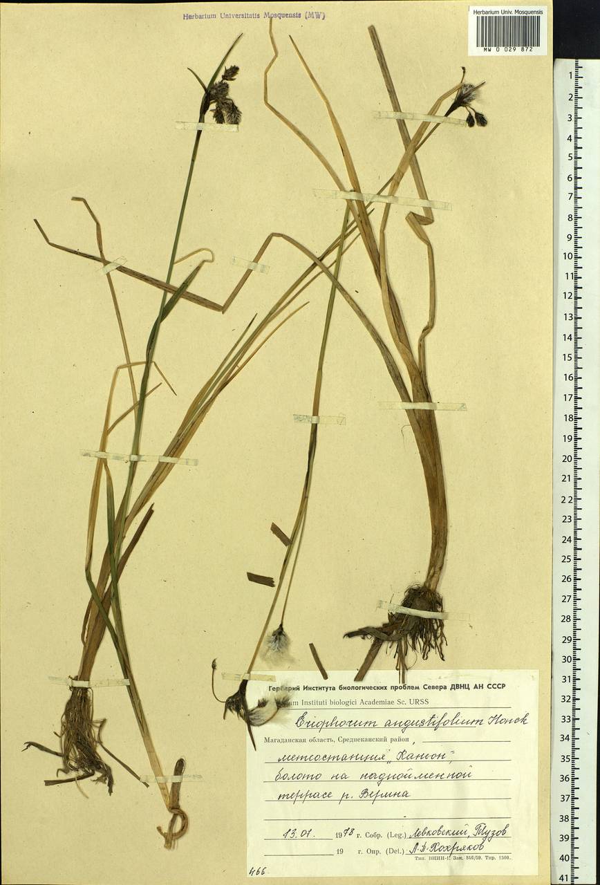 Eriophorum angustifolium Honck., Siberia, Chukotka & Kamchatka (S7) (Russia)