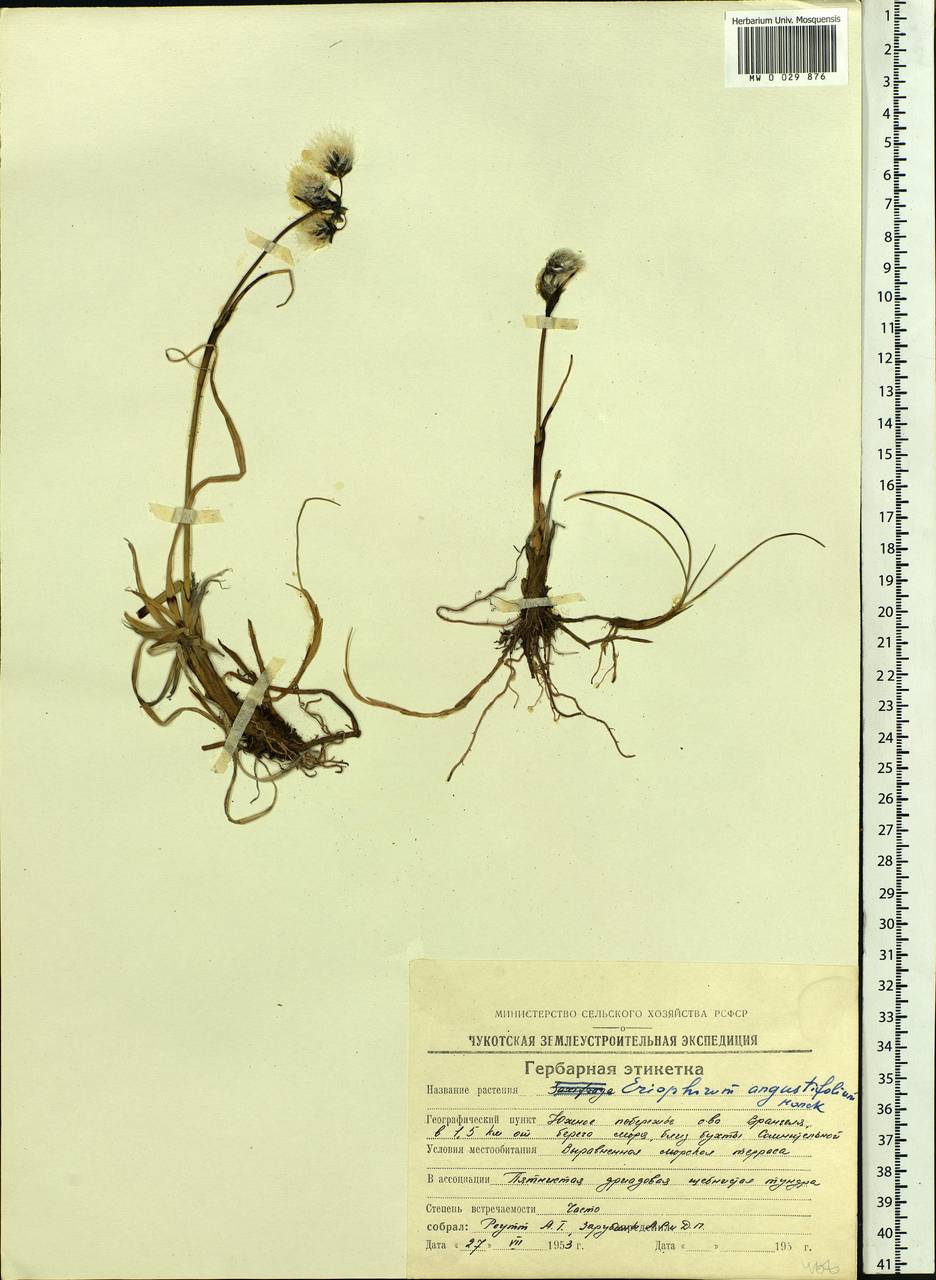 Eriophorum angustifolium Honck., Siberia, Chukotka & Kamchatka (S7) (Russia)