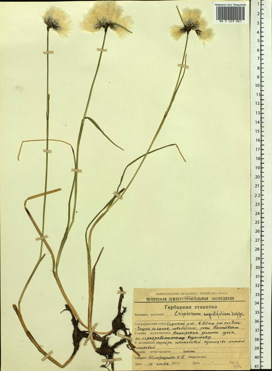 Eriophorum angustifolium Honck., Siberia, Chukotka & Kamchatka (S7) (Russia)
