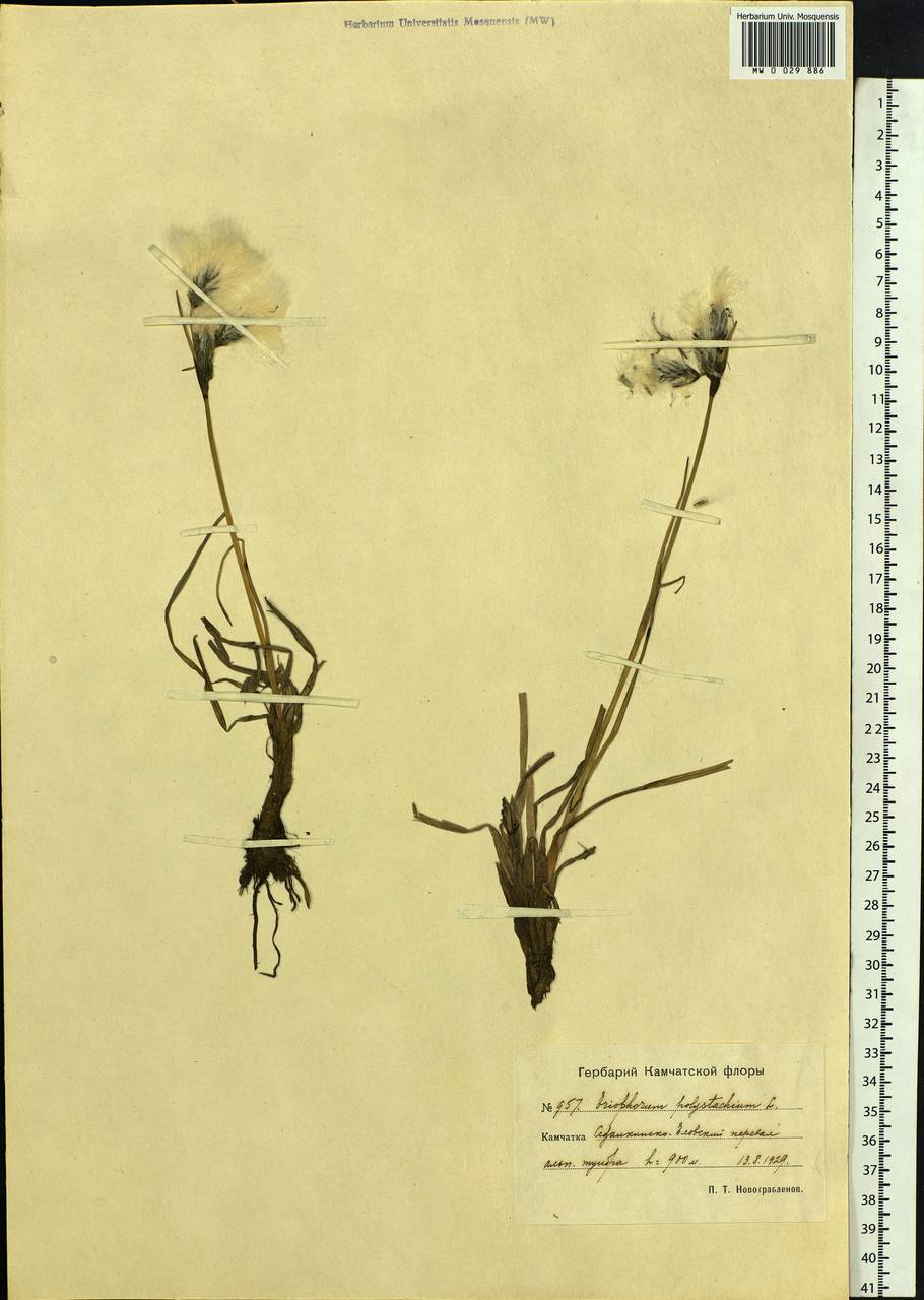 Eriophorum angustifolium Honck., Siberia, Chukotka & Kamchatka (S7) (Russia)