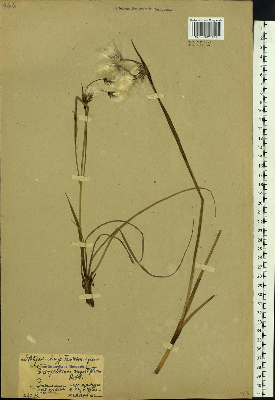 Eriophorum angustifolium Honck., Siberia, Russian Far East (S6) (Russia)