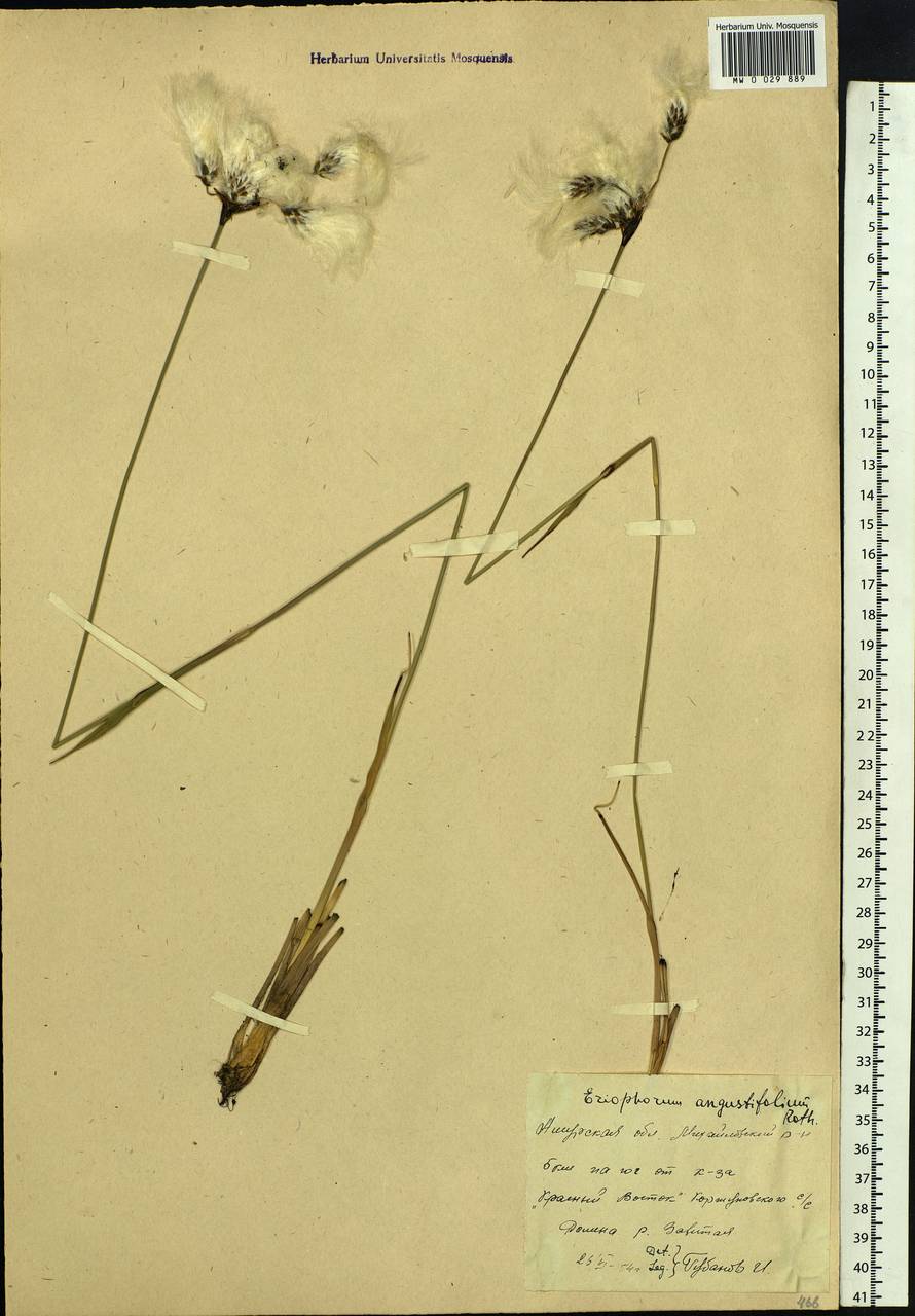 Eriophorum angustifolium Honck., Siberia, Russian Far East (S6) (Russia)