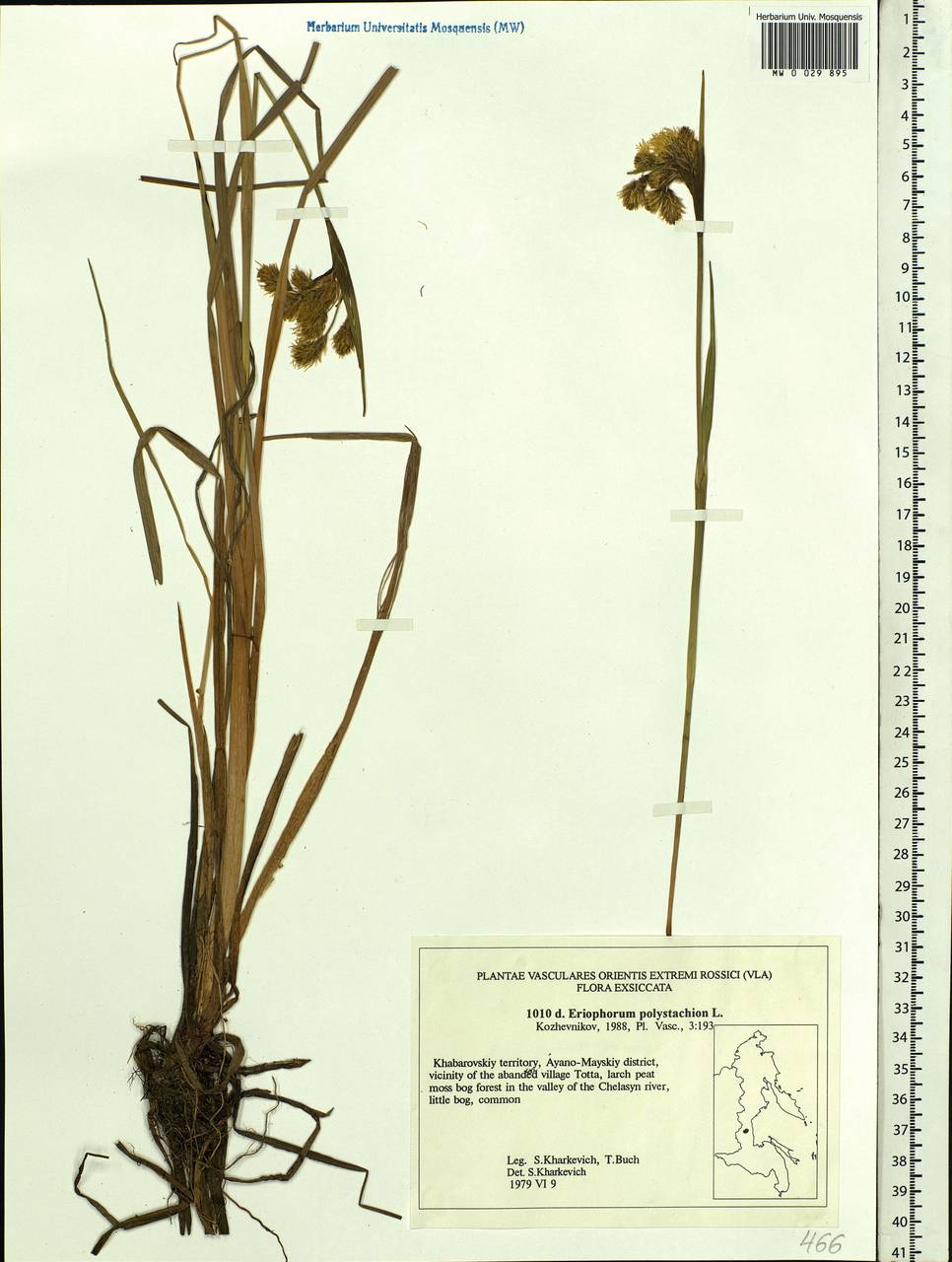Eriophorum angustifolium Honck., Siberia, Russian Far East (S6) (Russia)