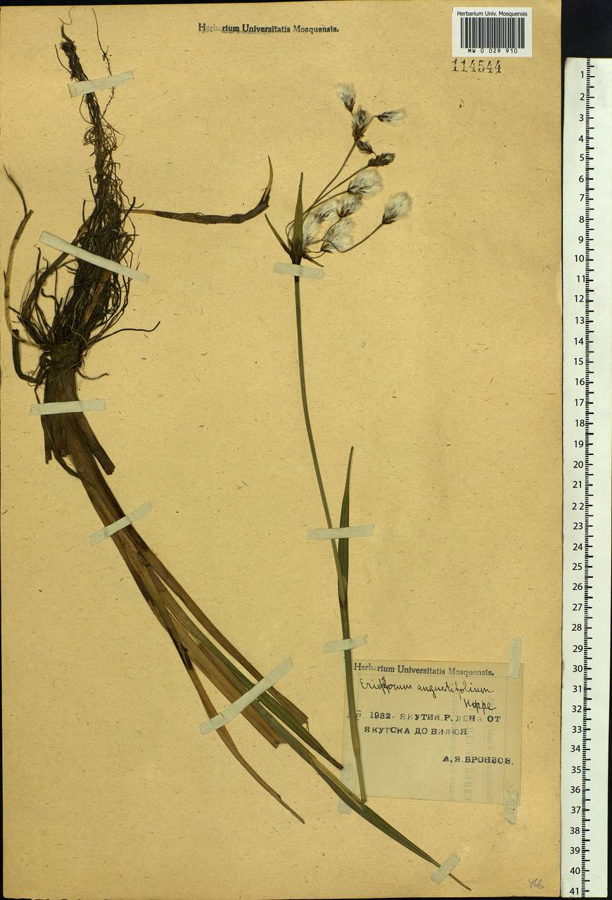 Eriophorum angustifolium Honck., Siberia, Yakutia (S5) (Russia)