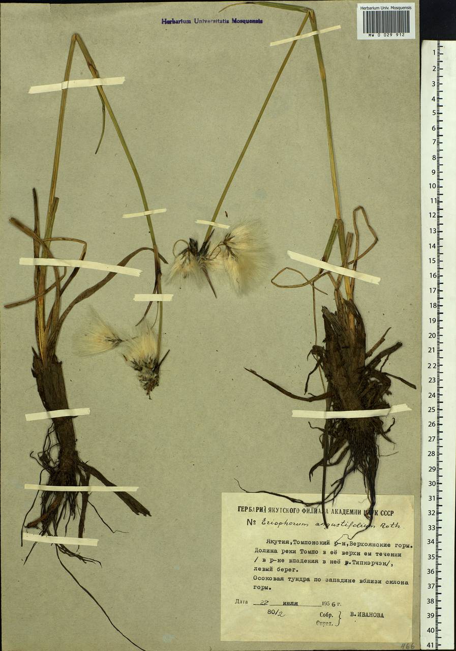 Eriophorum angustifolium Honck., Siberia, Yakutia (S5) (Russia)