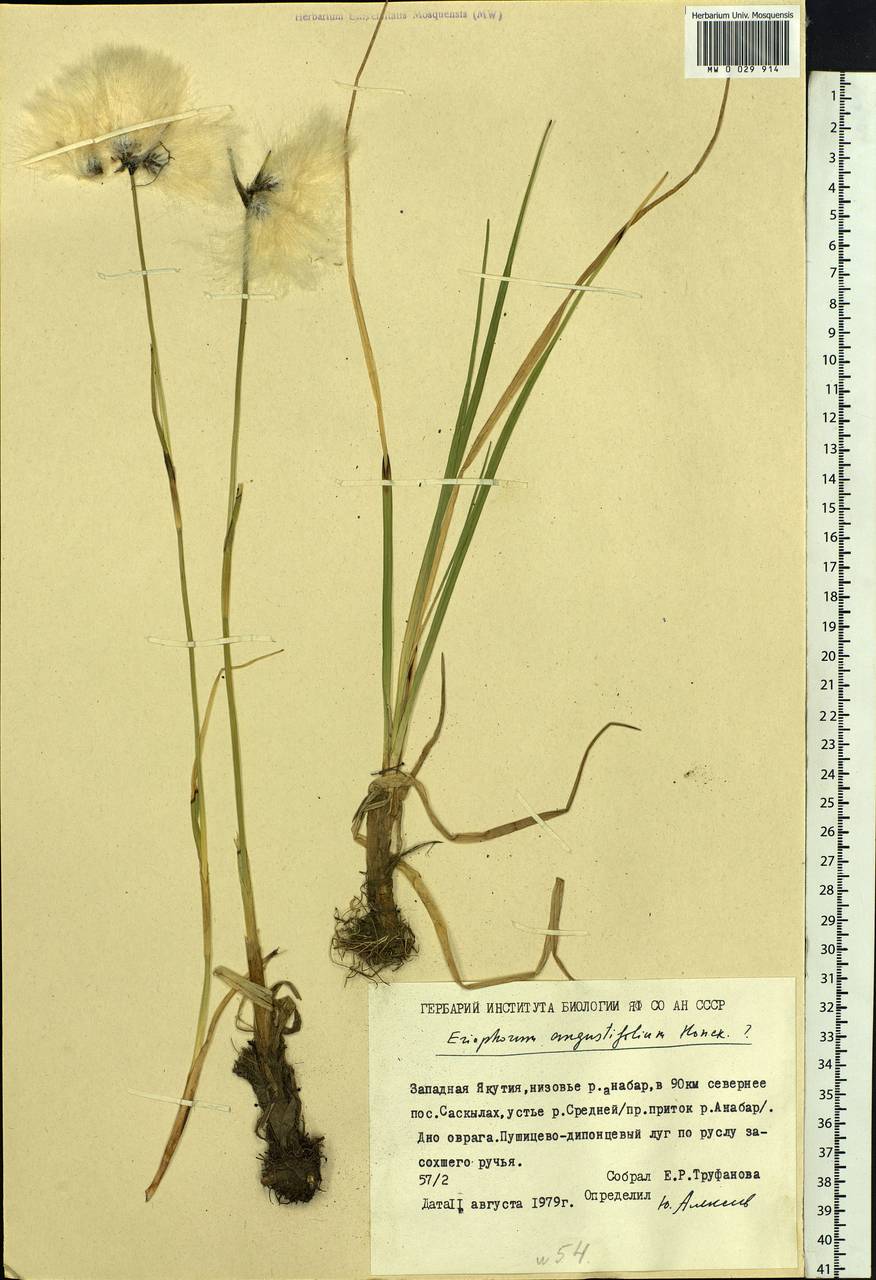 Eriophorum angustifolium Honck., Siberia, Yakutia (S5) (Russia)