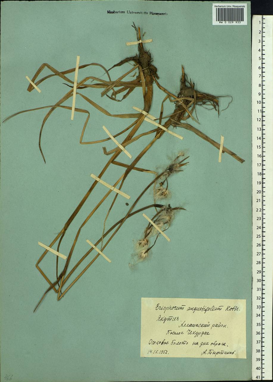Eriophorum angustifolium Honck., Siberia, Yakutia (S5) (Russia)
