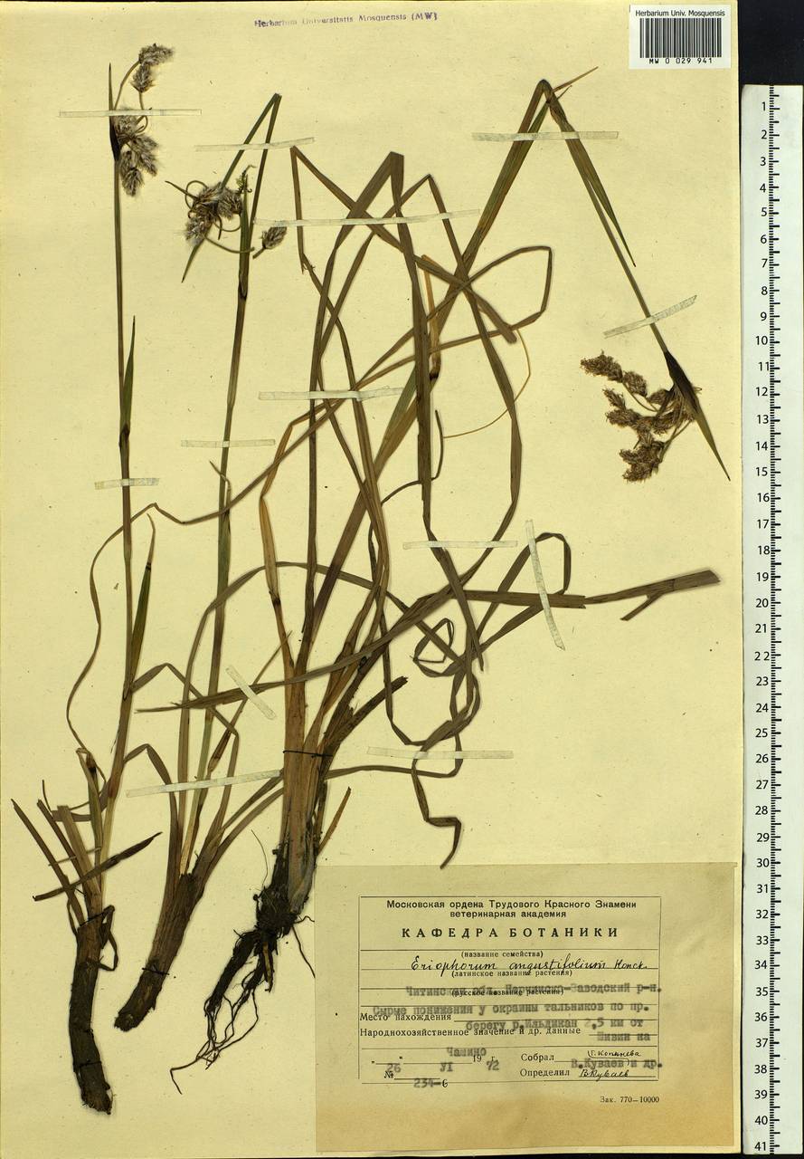 Eriophorum angustifolium Honck., Siberia, Baikal & Transbaikal region (S4) (Russia)