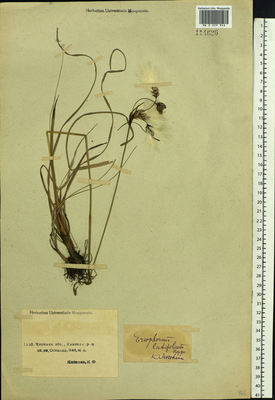 Eriophorum angustifolium Honck., Siberia, Baikal & Transbaikal region (S4) (Russia)